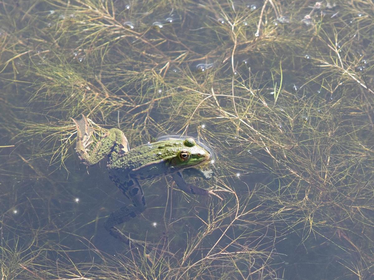 Landelijk vakantiehuis in Diksmuide met een tuin en vijver Buitenkant foto